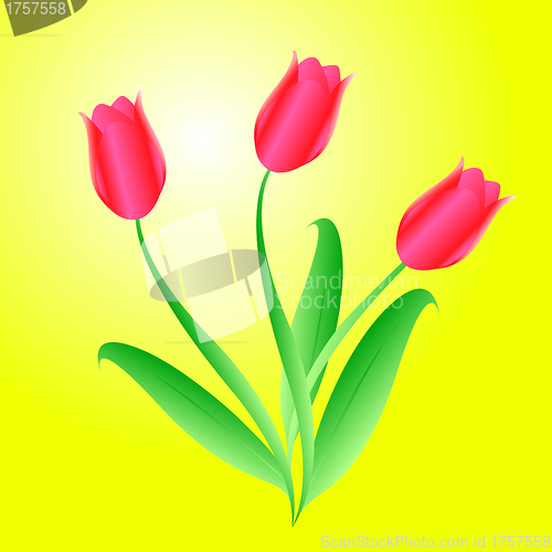 Image of Vector bouquet from three beautiful tulips