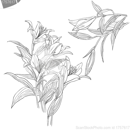 Image of floral design element and hand-drawn , vector illustration