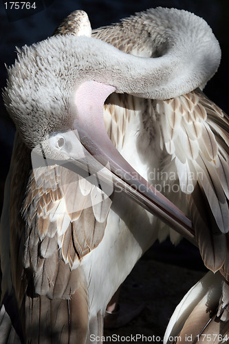 Image of Pelican