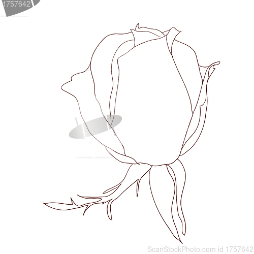 Image of floral design element and hand-drawn , vector illustration