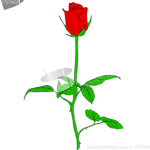 Image of One red Rose in hand drawn style