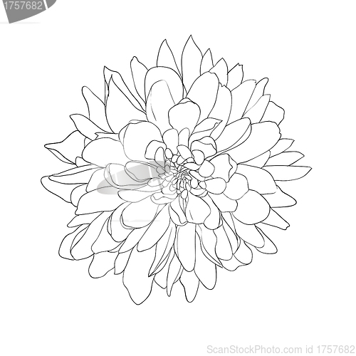 Image of floral design element and hand-drawn , vector illustration