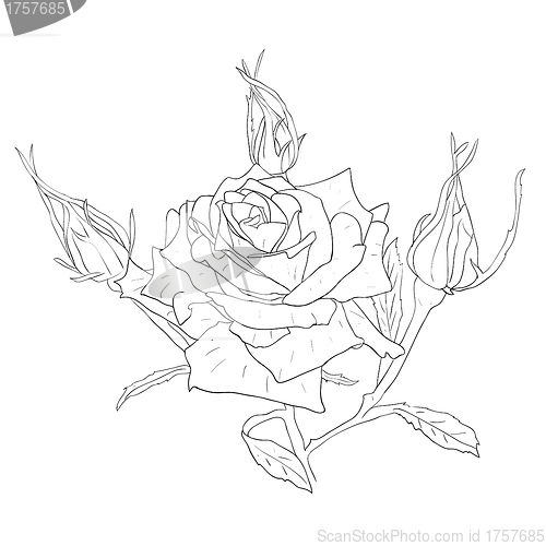 Image of floral design element and hand-drawn , vector illustration