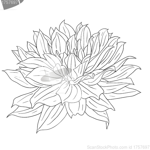 Image of floral design element and hand-drawn , vector illustration