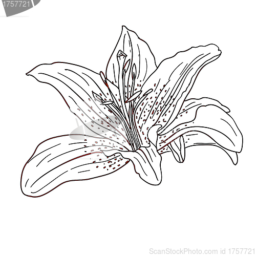 Image of floral design element and hand-drawn , vector illustration