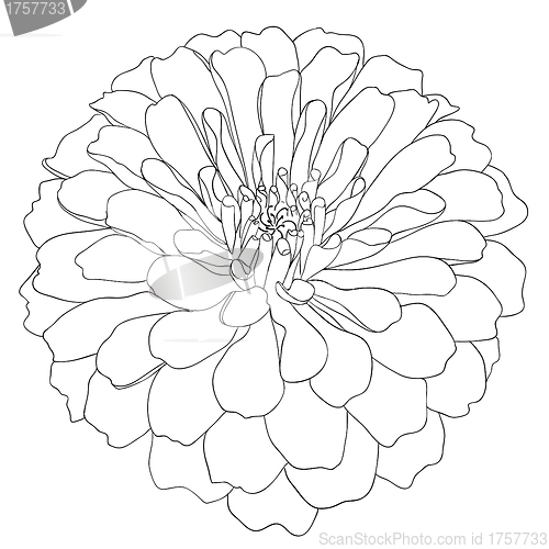 Image of floral design element and hand-drawn , vector illustration