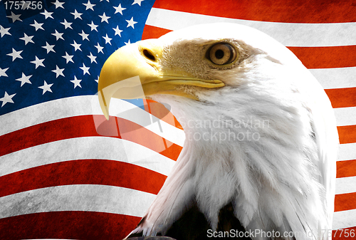Image of Eagle in the foreground with the American flag blurred
