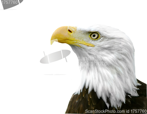 Image of An American Bald Eagle isolated on a white background.