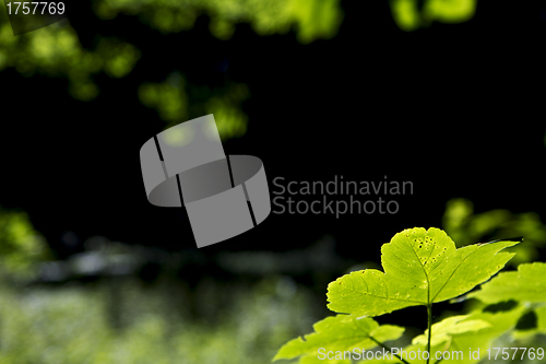 Image of leaves in foreground with blurry background