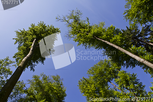 Image of looking up to the trees