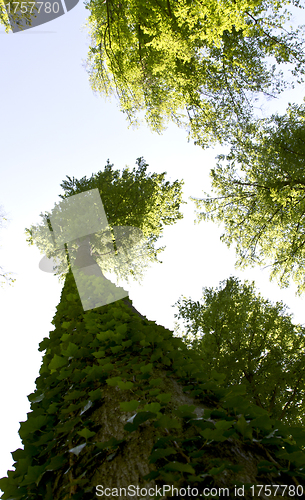 Image of looking up to the trees