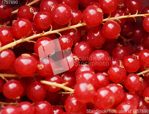 Image of background of red berries in closeup