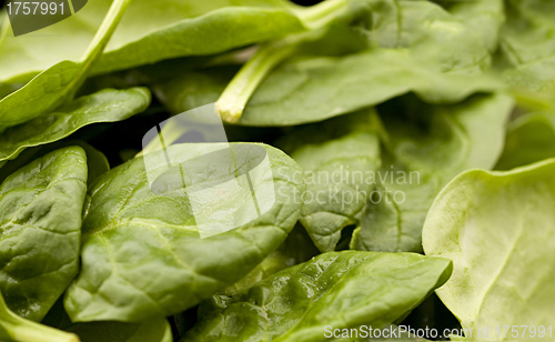 Image of fresh green lettuce salad closeup