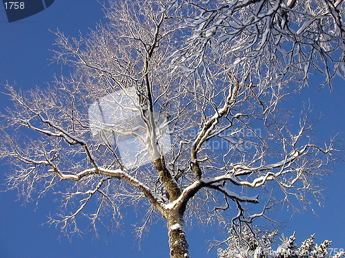 Image of Tree