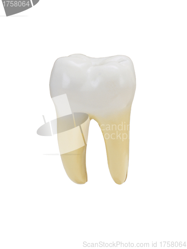 Image of a tooth isolated on a white background