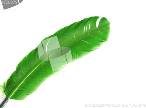 Image of green feather in soft-focus view. Close-Up. With