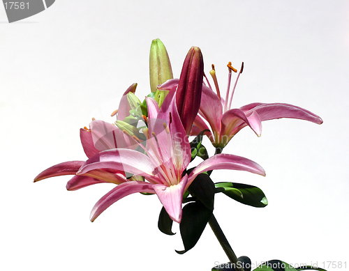 Image of Star Burst Lily