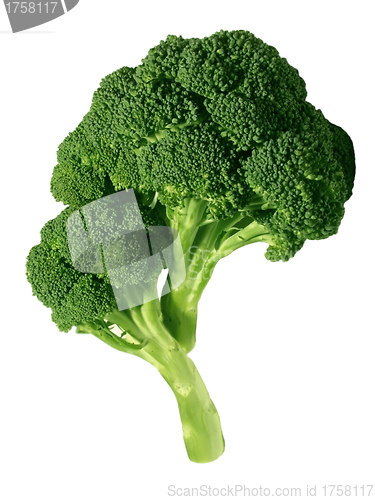 Image of Fresh broccoli, isolated on white