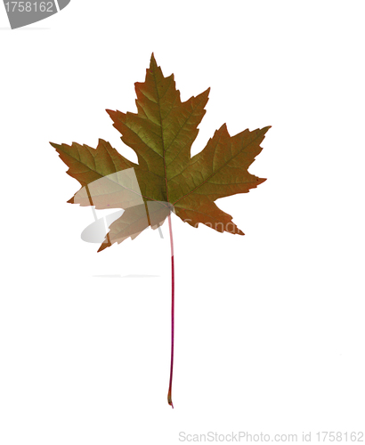 Image of Close-up of maple autumn leaf on white