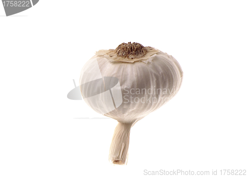 Image of Garlic isolated on white background.