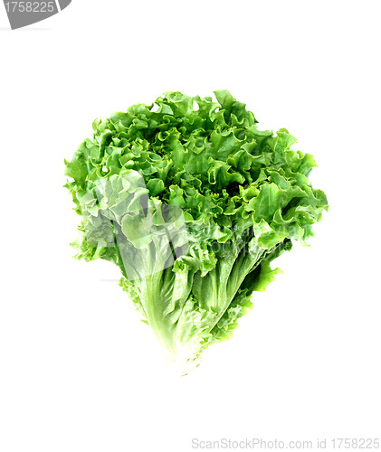 Image of fresh green lettuce salad closeup