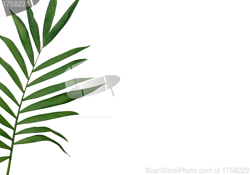Image of Green leaves isolated on white background