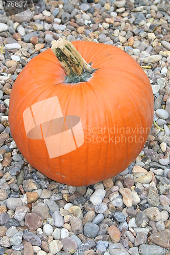 Image of Pumpkin on pebbles