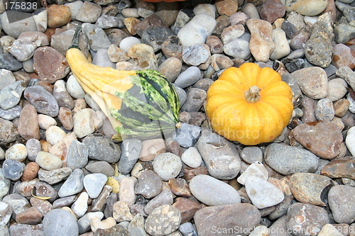 Image of Small pumpkins