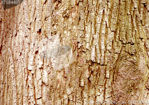 Image of Texture Of Wood