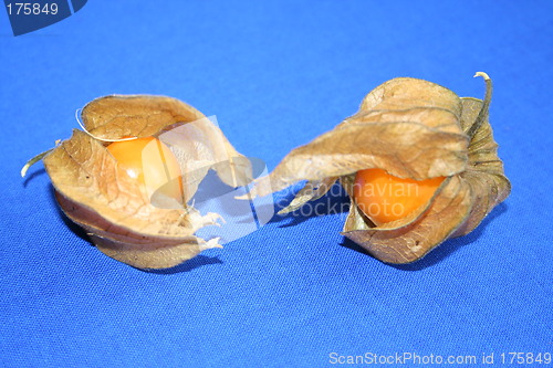 Image of Physalis