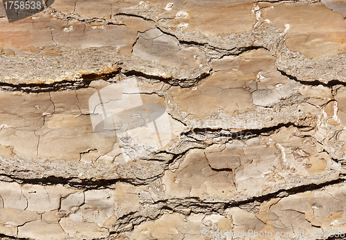 Image of bark background or texture