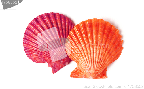 Image of Tan Radial Seashell Isolated on White Background