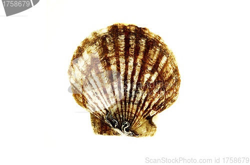 Image of Tan Radial Seashell Isolated on White Background