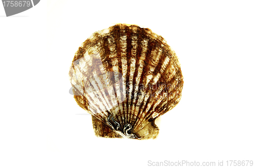 Image of Tan Radial Seashell Isolated on White Background