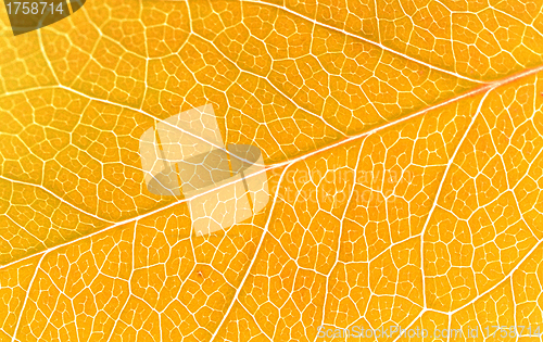 Image of Beautiful yellow autumn leaves background