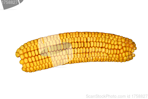 Image of Ear of corn isolated