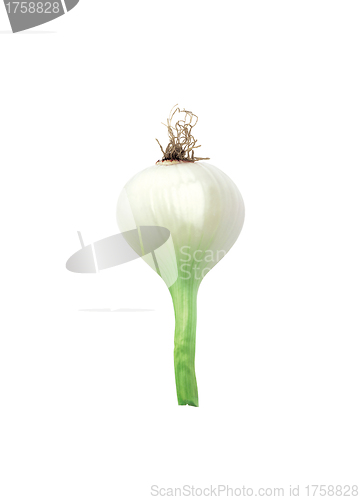 Image of Green Onion