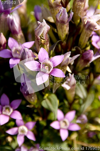 Image of Chiltern gentian 01