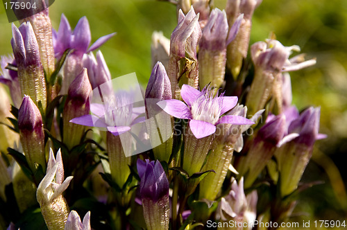 Image of Chiltern gentian 02