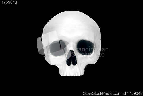 Image of Front view of a fake skull