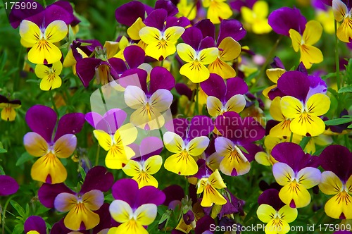 Image of Pansy