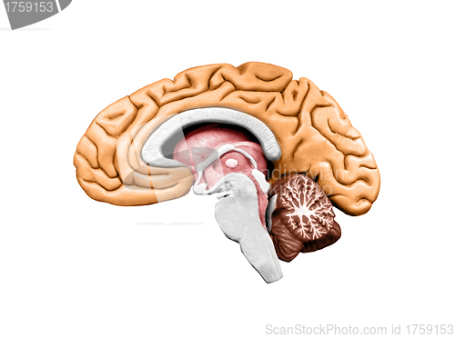 Image of Brain model