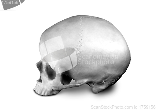 Image of Homo sapience cranium isolated on white background