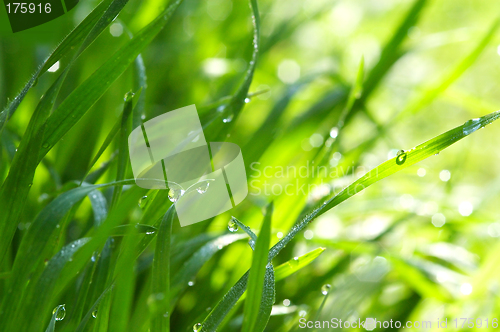 Image of Green grass with dew drops