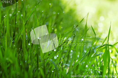 Image of Green grass with dew drops