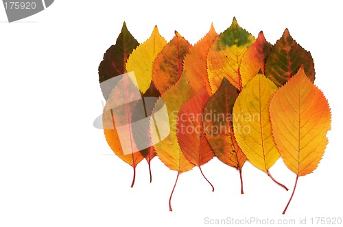 Image of Autumn leaves