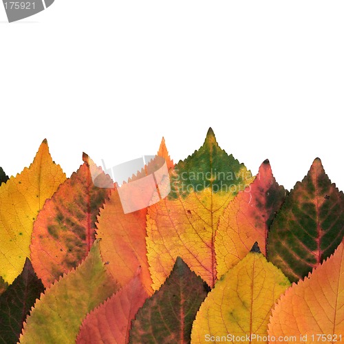 Image of Autumn leaves