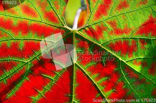 Image of Vine leaf