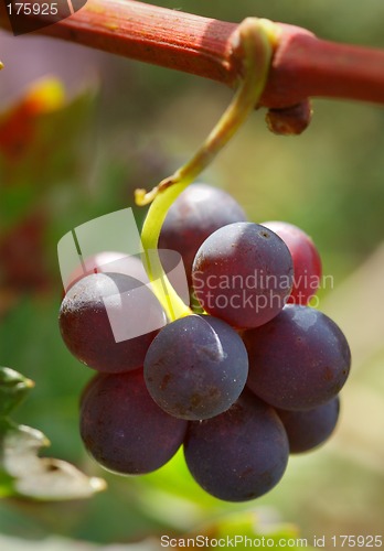 Image of Grape