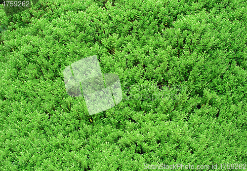 Image of Bush close up texture